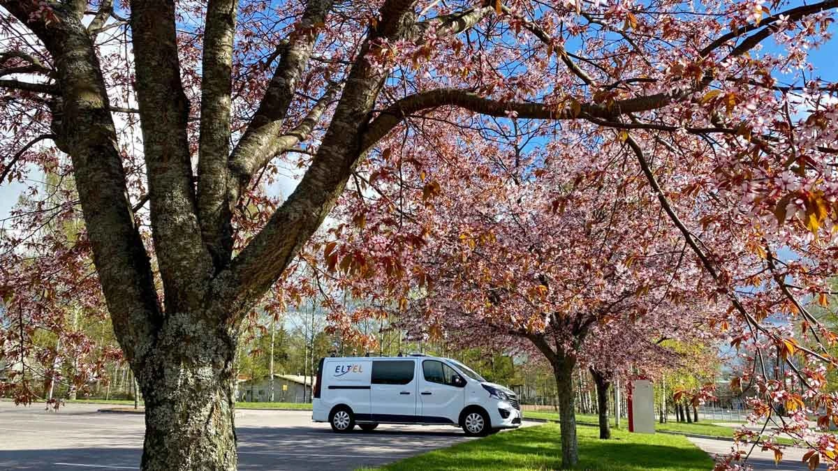 eltel-van-and-cherry-blossom