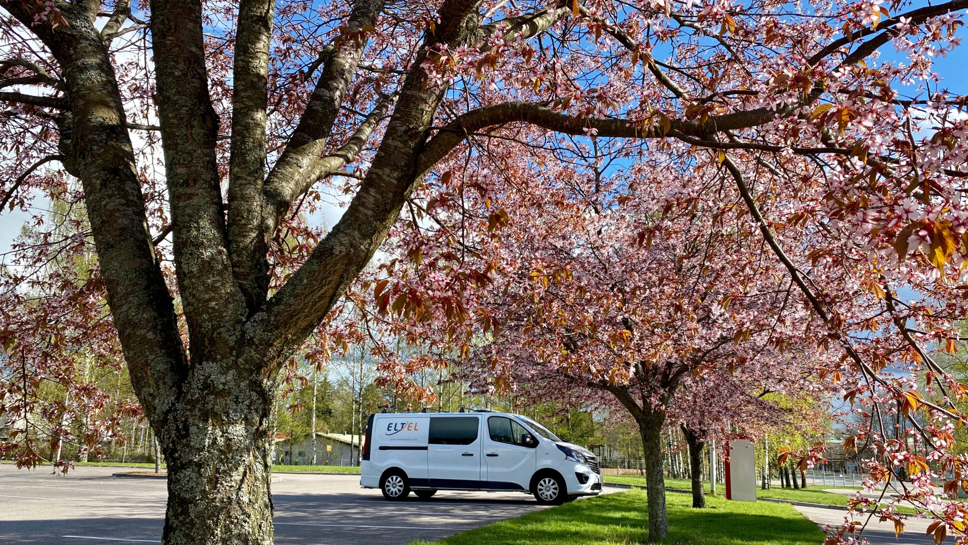 eltel-van-and-cherry-blossom